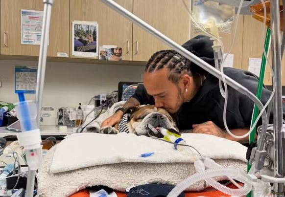 Cachorro de Lewis Hamilton morre nos braços do piloto e emociona fãs