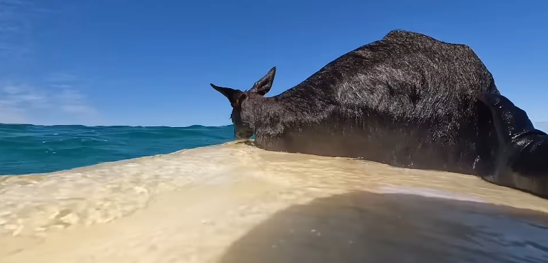 salvam “canguru” à deriva