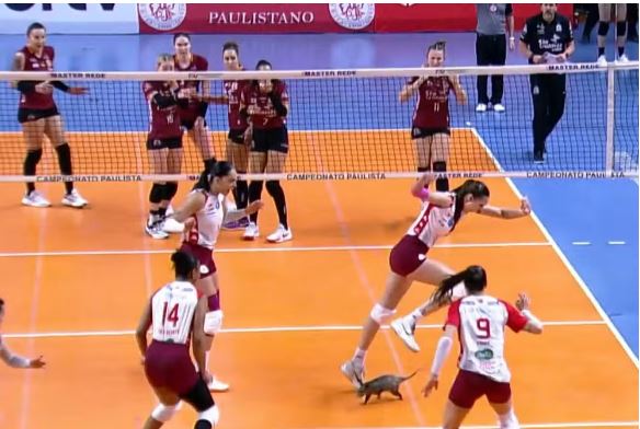 Gambá invade quadra e interrompe semifinal do Paulista de vôlei